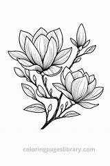 Free Printable Magnolia Coloring Pages For Kids sketch template