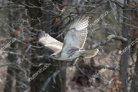 Red Tailed Hawk Juvenile Redtailed Hawk Editorial Stock Photo - Stock Image | Shutterstock