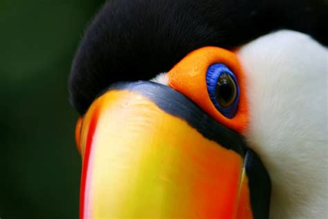 Toucan eye by @Doug88888