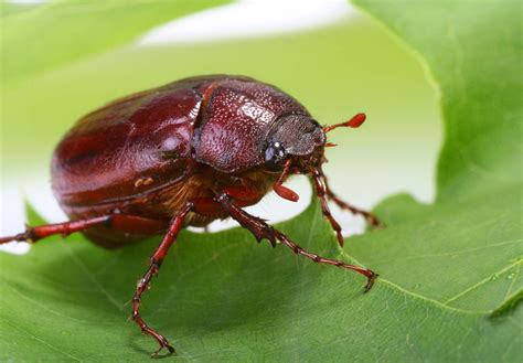 Green June Beetle Life Cycle