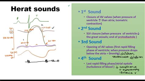 Heart Sounds - YouTube