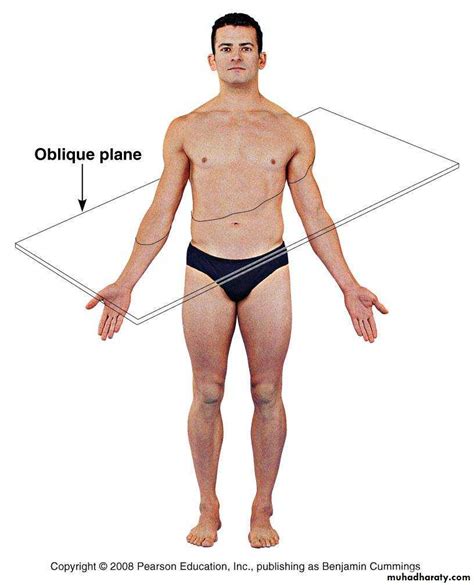 Oblique Plane Of Body