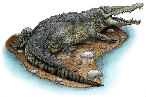 Nile Crocodile Drawing at GetDrawings | Free download