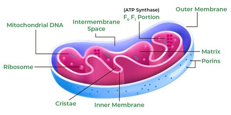 Cell Organelles - Structure, Types and their Functions