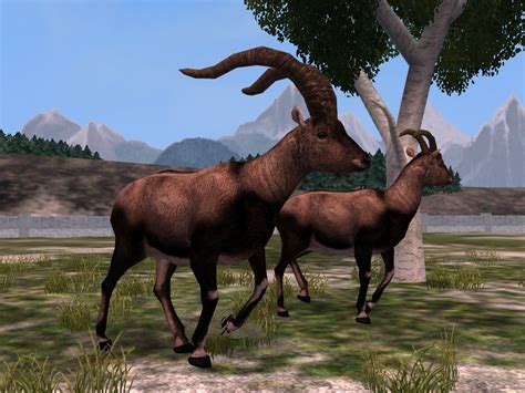 Pyrenean Ibex | Zoo Pedia Wikia | FANDOM powered by Wikia