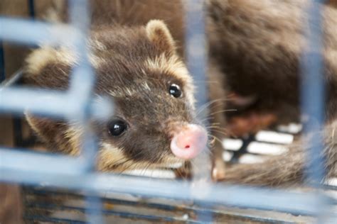 Bizarre, little-known carnivore sold as illegal pet in Indonesian ...