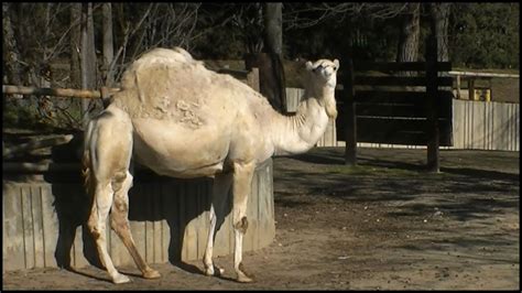 Dromedary Camel (Camelus dromedarius) - YouTube