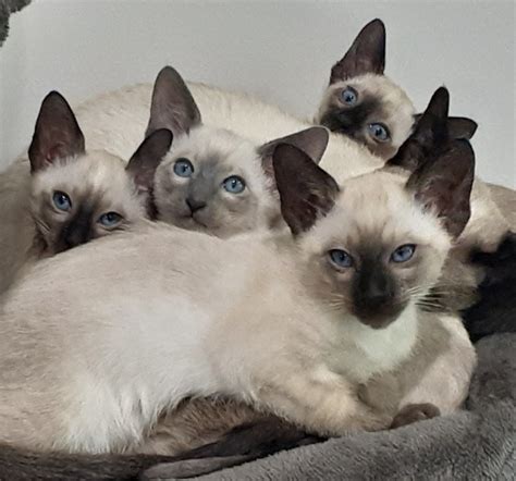 Siamese Kittens For Sale – Atlanta Traditional Siamese