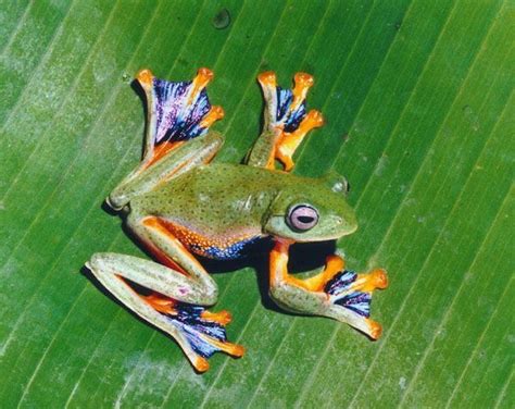 Javan Gliding Frog (Rhacophorus reinwardtii) | Magie