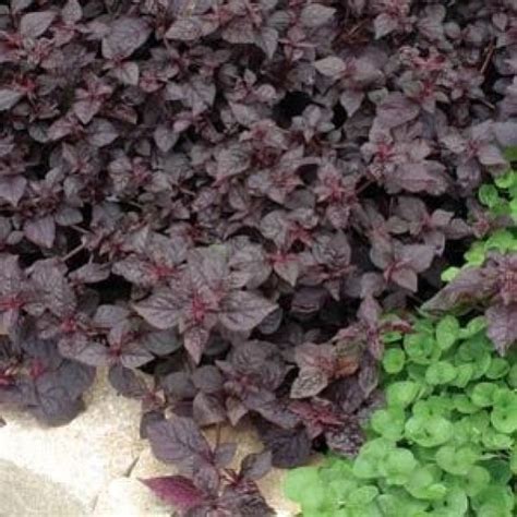 Purple Leaf Ground Cover Plants - leafimagespics