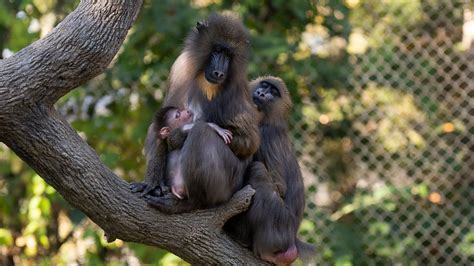 Columbus Zoo welcomes baby mandrill monkey