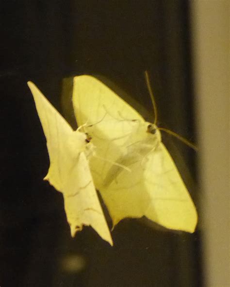 Wild and Wonderful: A Medley of Moths