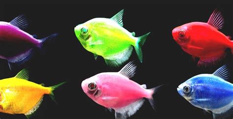 GloFish - Neon Glo Fish