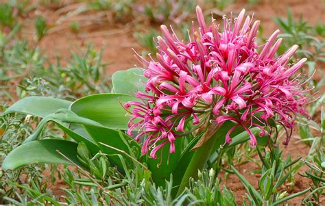 Karoo Lily (Ammocharis coranica) | Bulbous plants, African plants, Amazing flowers