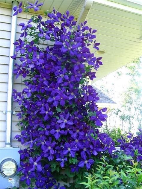 Climbing Clematis, Clematis Plants, Clematis Flower, Clematis Vine ...