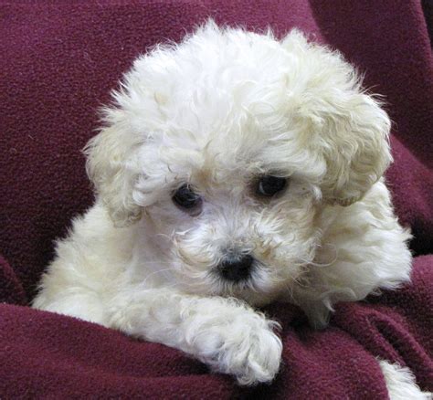 Miniature Poodle Puppies For Sale | Jersey City, NJ #194361