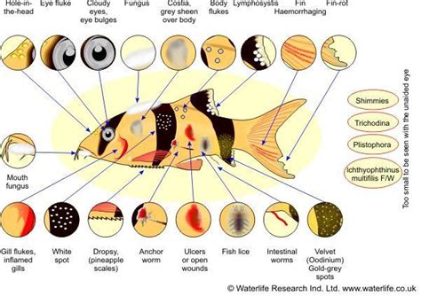 Tropical Freshwater and Marine FISH DISEASE CHART | Tropical fish tanks, Marine fish, Tropical ...