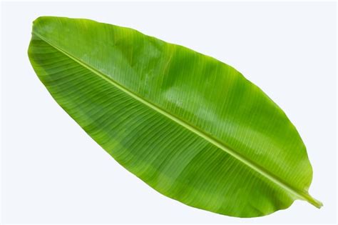 Premium Photo | Banana leaf on white background