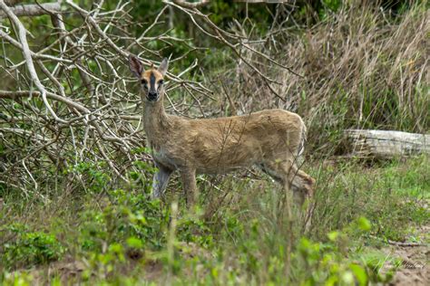 Common Duiker (Sylvicapra grimmia) | Wildlife Vagabond