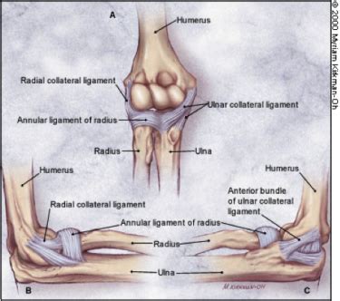 Elbow Ligamentous Injuries - Physiopedia