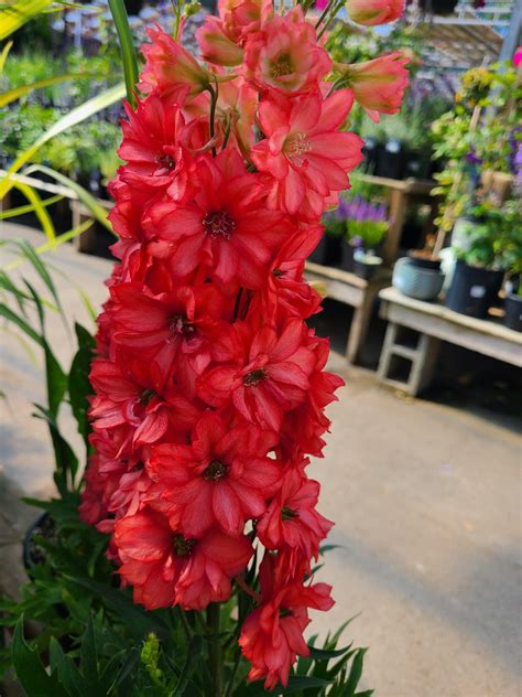 Delphinium Red Lark - Prairie Gardens