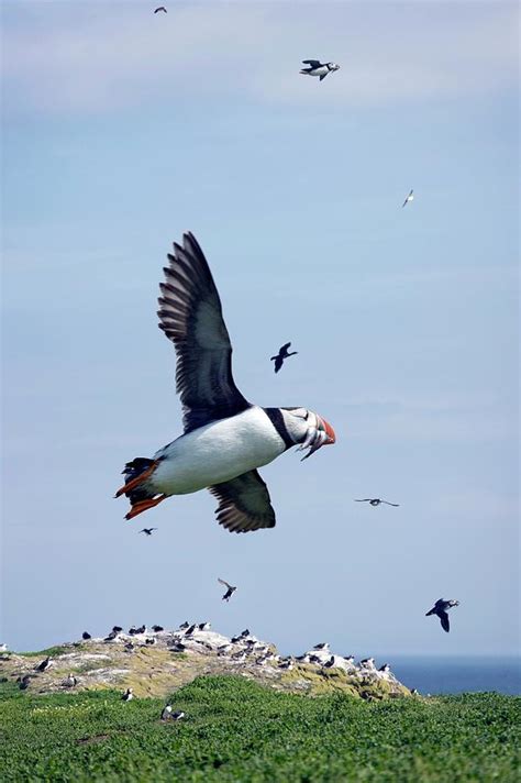 Atlantic Puffin In Flight Photograph by Steve Allen/science Photo Library | Fine Art America