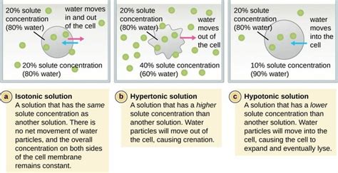 Isotonic vs. Hypotonic vs. Hypertonic Solution | Biology | Nursing school survival, Biology ...