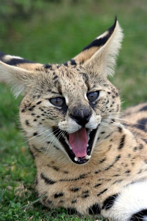 Serval Cat stock image. Image of long, mammal, spots, wildlife - 5887271