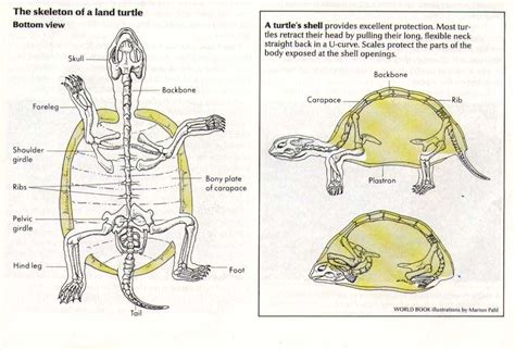 Chelydra serpentina serpentian) | Turtle, Turtle facts, Turtle activities