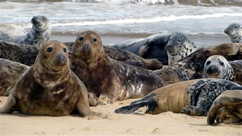 Cabine du Jardin deux: The Grey Seal Colony at Horsey Gap Norfolk UK