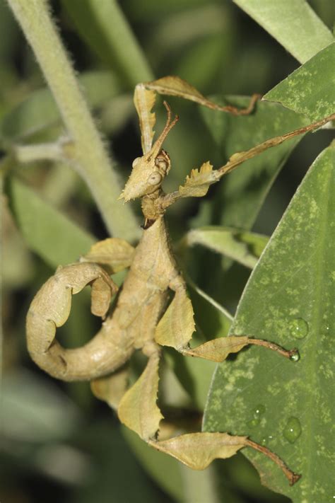 A Spiny Stick Insect uses its amazing leaf-like limbs to blend into the ...