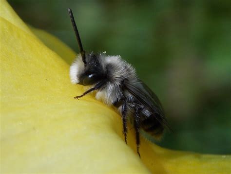 Grey Mining Bee Andrena cineraria - BRITISH NATURE GUIDE