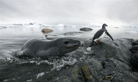 7 Fascinating Leopard Seal Facts