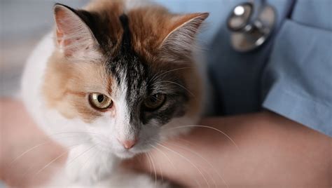 Clindamycin For Cats: Uses, Dosage, & Side Effects - CatTime