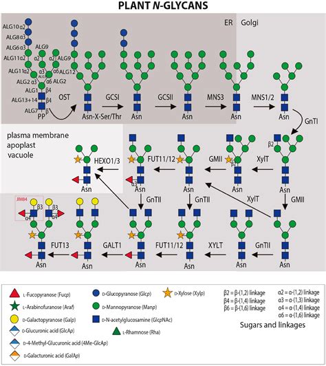 Frontiers | Cracking the “Sugar Code”: A Snapshot of N- and O-Glycosylation Pathways and ...