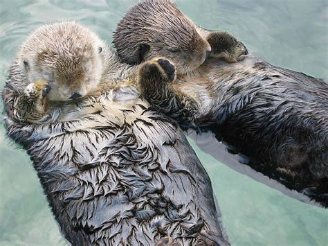 Curious Kids: Why do sea otters clap?