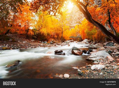 Yellow Autumn Forest Image & Photo (Free Trial) | Bigstock