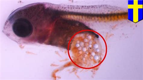 Plastic in the ocean: Young fish are dying from eating microplastics ...