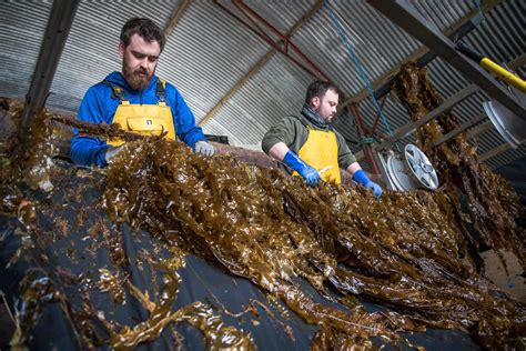 Article on seaweed farming in Europe for BBC — Ingrid Gercama