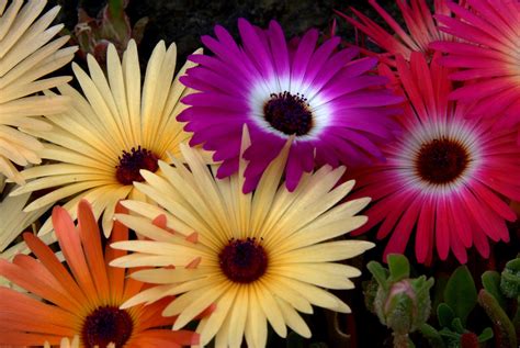 Dorotheanthus Bellidiformis Livingstone Daisy seed only | Etsy