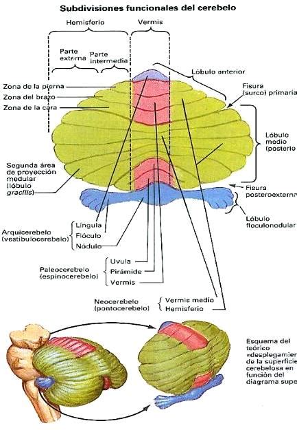 DIBUJOS IMAGENES BIOLOGIA SISTEMA APARATO: IMAGENES DEL CEREBELO Y PARTES