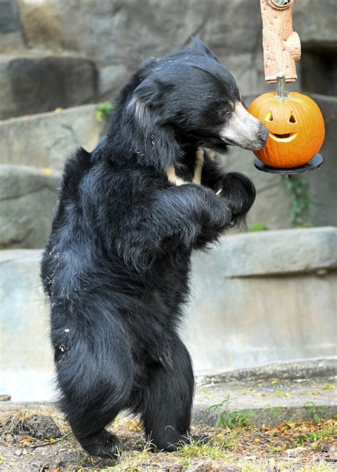 Brookfield Zoo animals getting into Halloween spirit | WGN-TV