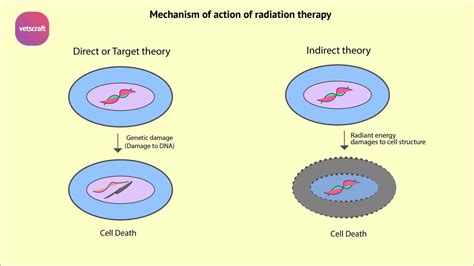 Application and mechanism of radiation therapy | Vet. Radilogy