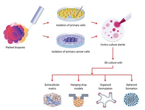 Transition of 3D Cell Culture, Tissue Engineering | Kosheeka