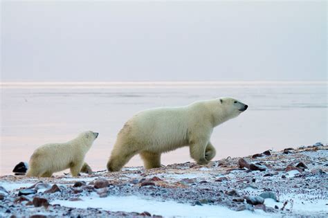 Polar Bear Migration Safari & Arctic Flying Experience | Arctic Kingdom