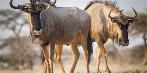 Namibia Highlights Guided Drive (11n) – Classic | Yellow Zebra Safaris