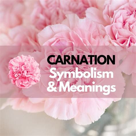 Carnation Flower: Symbolism, Meanings, and History - Symbol Genie