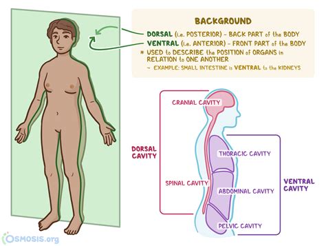 Dorsal and Ventral: What Are They, Differences, and More | Osmosis