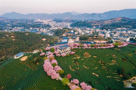 Aerial View of Traditional Chinese Tea Garden, with Blooming Cherry ...