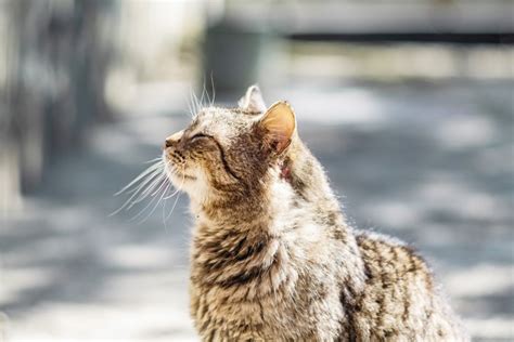 Cat Dementia: How To Support Your Grand-Cat | Tractive